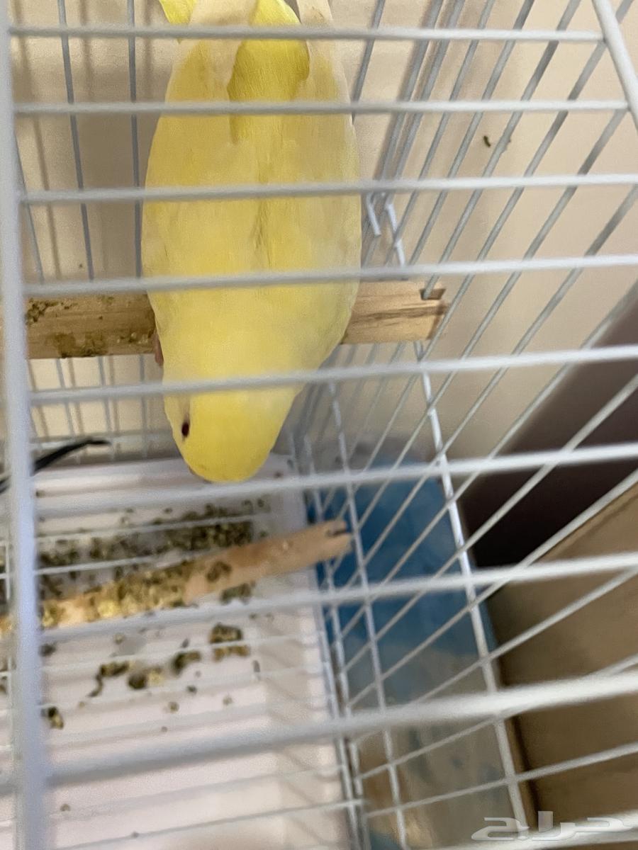 عصفور نوع باجي64383898827266114