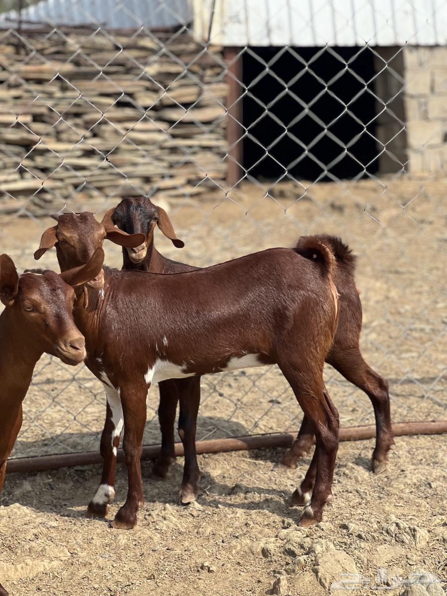 Jafar Dahim Dahim Establishment Marah64381013131778110