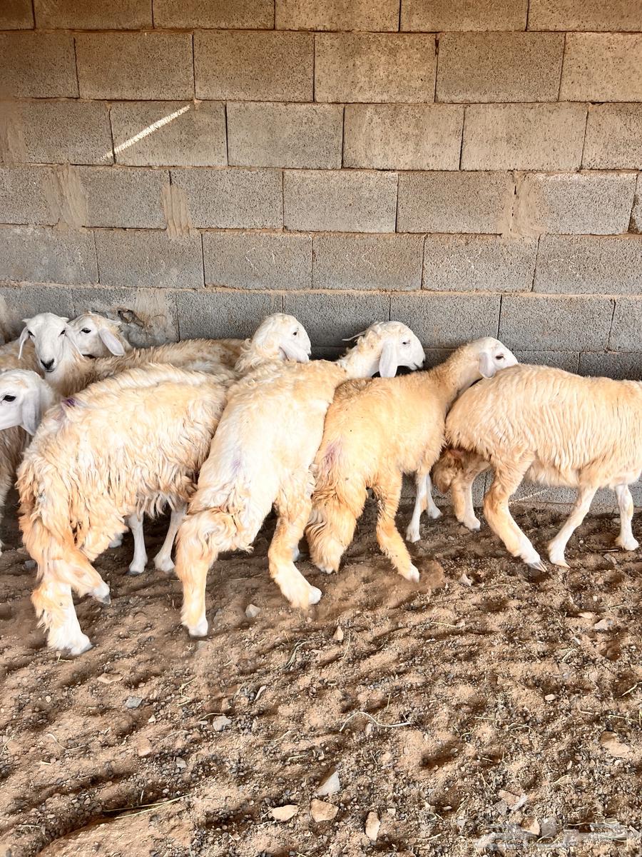 Eight sheep for sale for slaughter or breeding64381699183874112