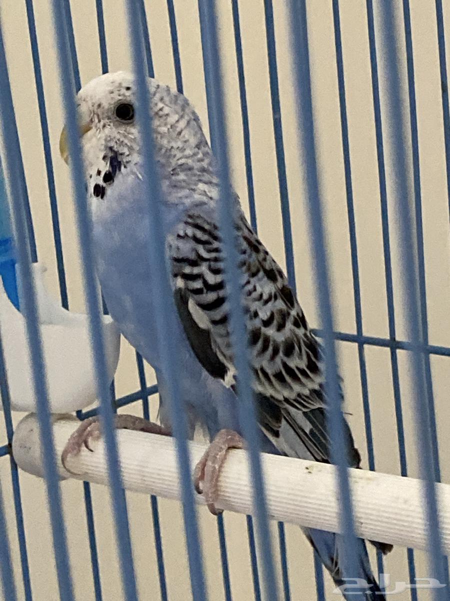 بادجي انثى64381906542723111