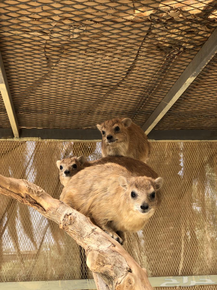 للبيع64380276498177114