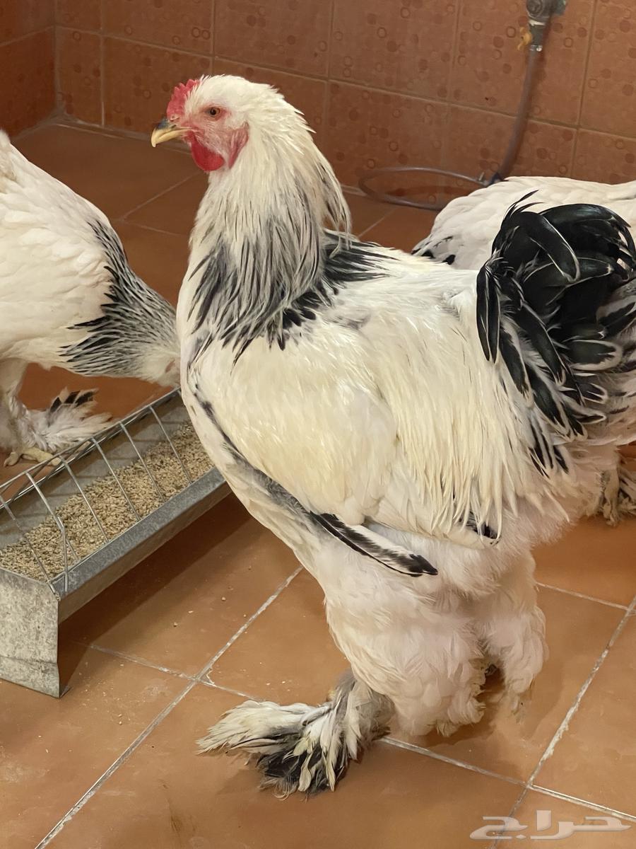 براهما كولمبي64380091729794112