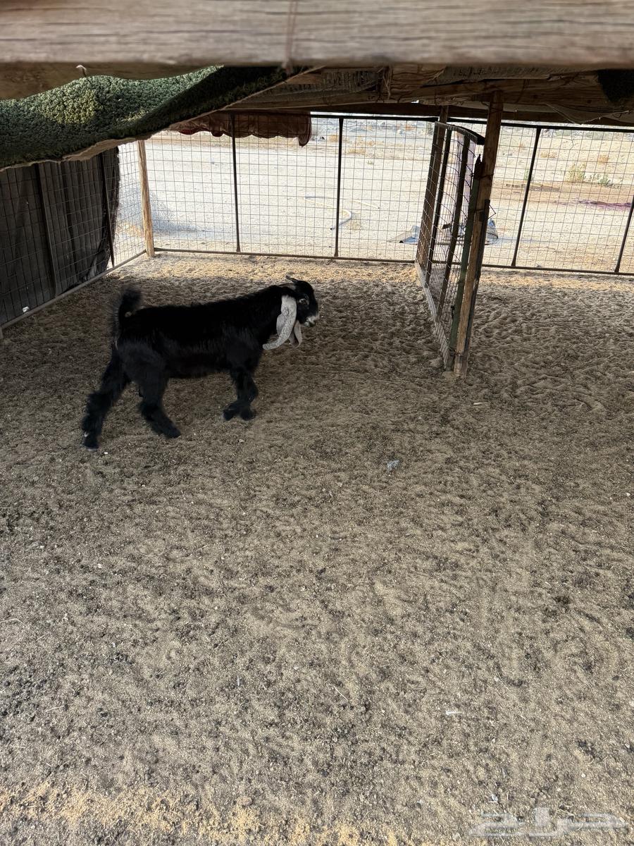 6 تيوس للبيع64388578456195111