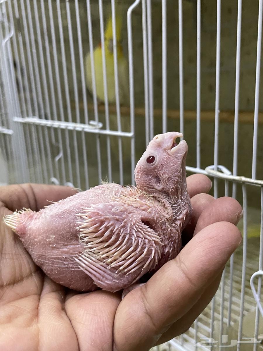 جوز كروان لاتينو مع فرخه64391838565249113