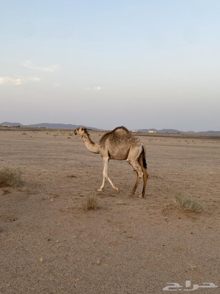 Extended sitting64379891373313114