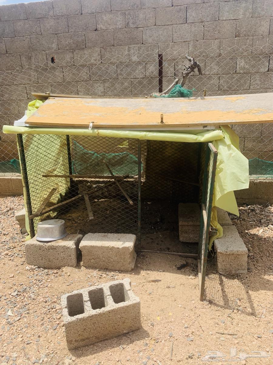 شبوك مستخدمه للدجاج64385244206209111