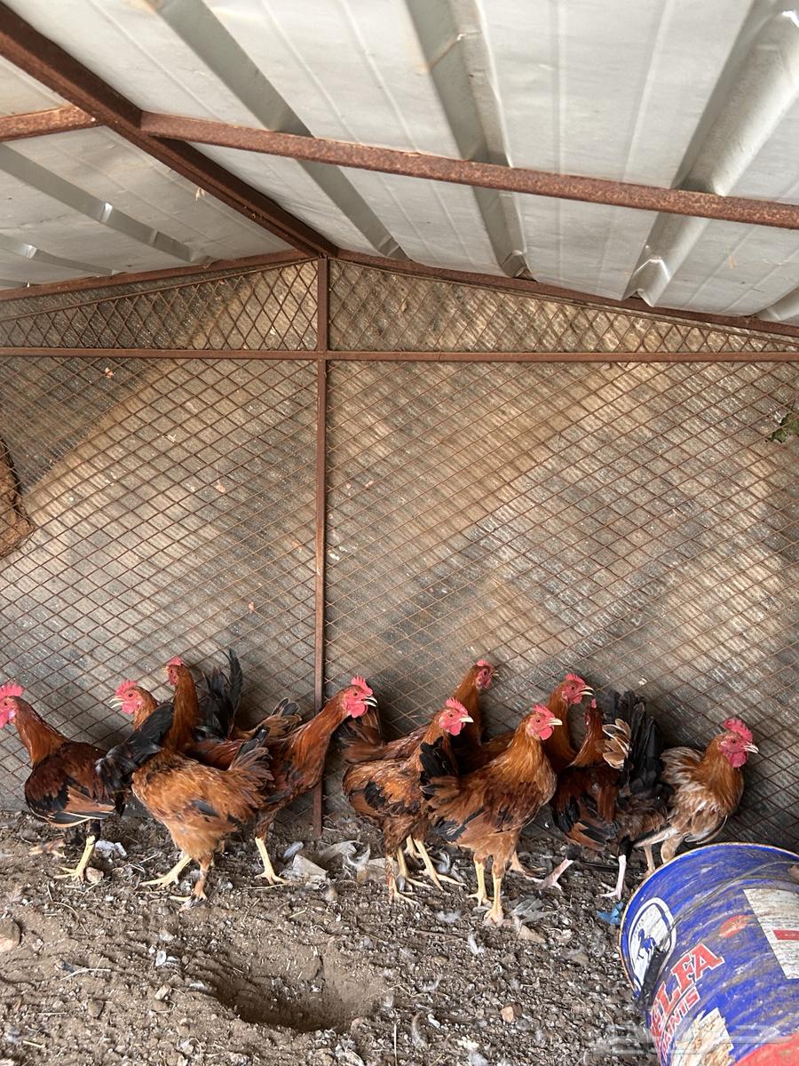 دجاج بلدي64382059318787112