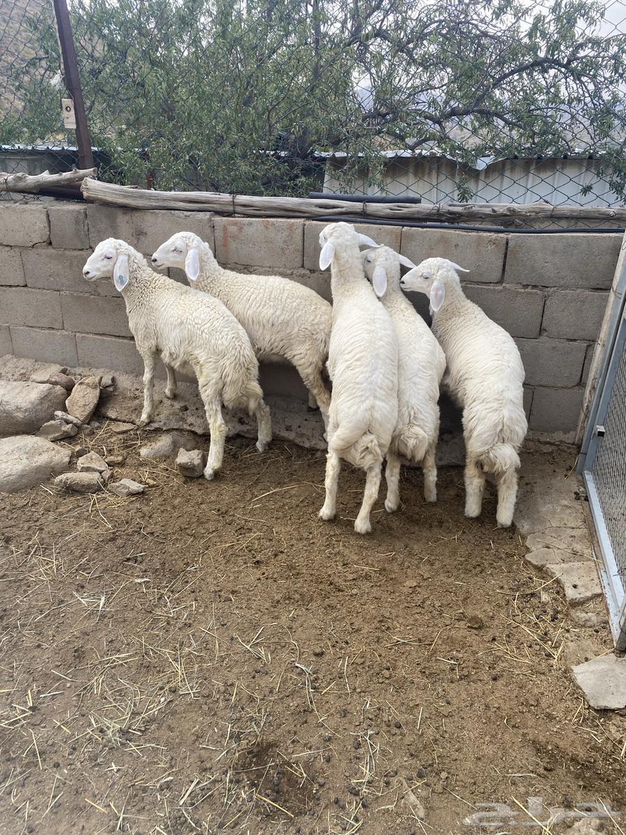 بهم حري للبيع64381989874691112