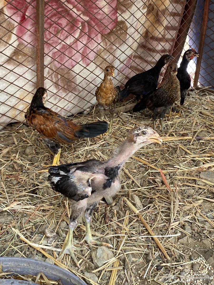 فرانيج بلدي64384661411073111