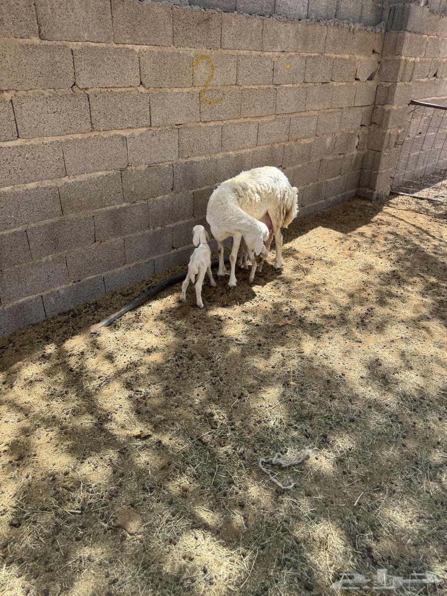 رخل ثنيه متوم64383247917825111