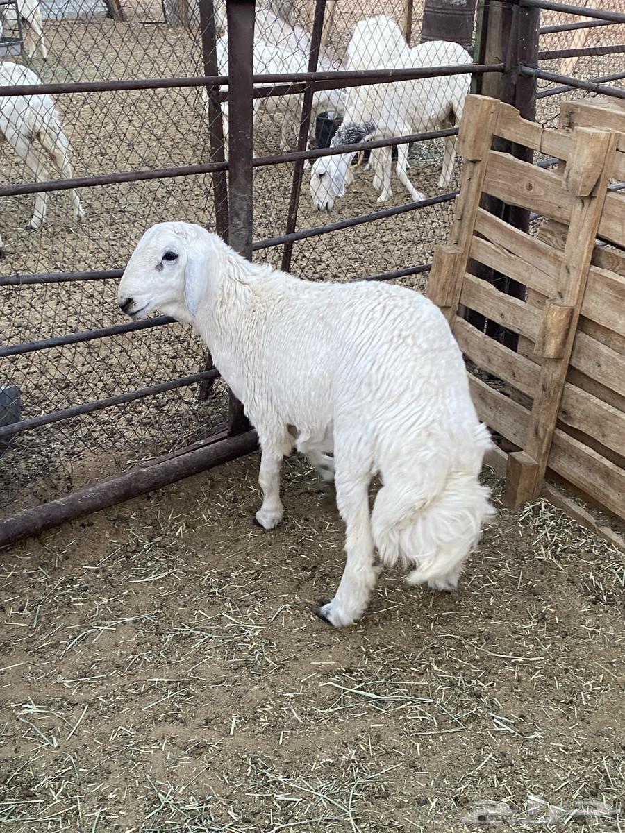 خرفان للبيع64380929932418111