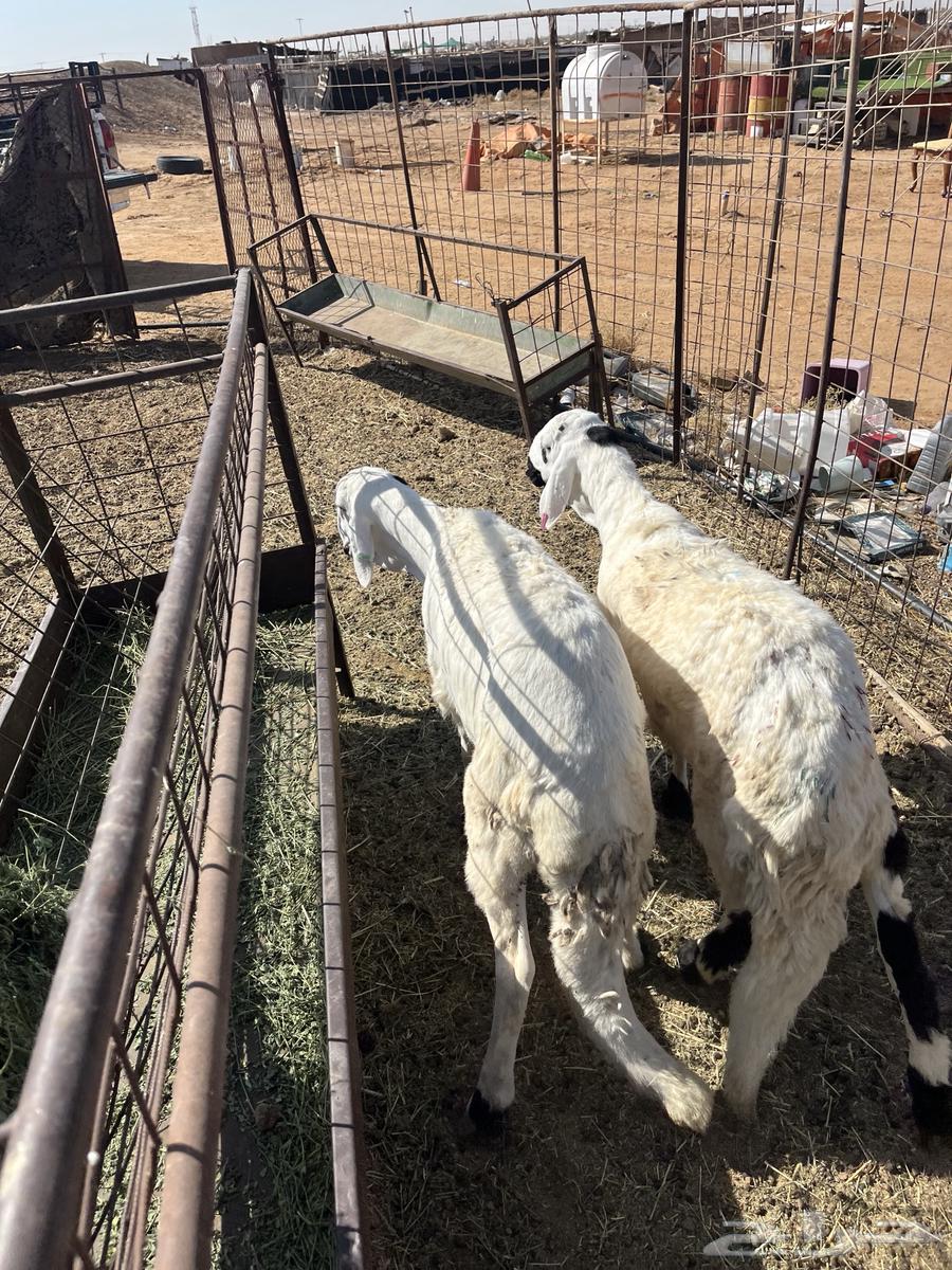 للبيع سواكن جذعان متربي شرط64383732827393111