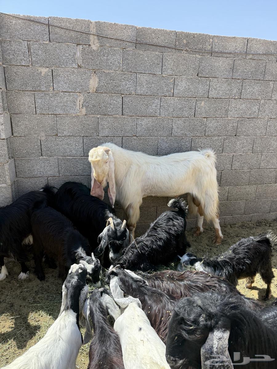 للبيع تيس فحل64381356721155110