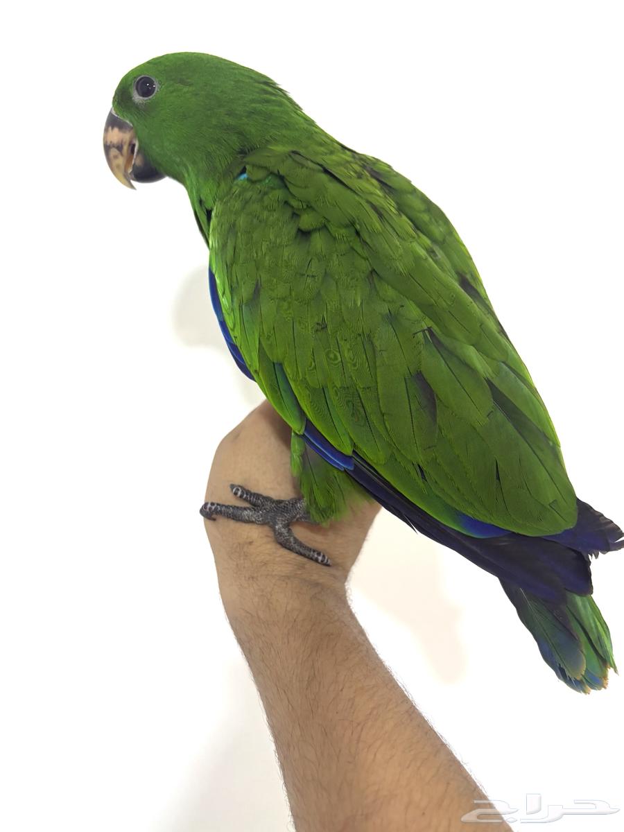 ببغاء اكلكتوس اليف وهدد (Top)64386752628098112