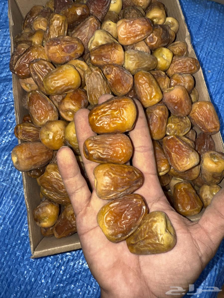 Khuraif Royal Sugar Dates Today64390249854722110