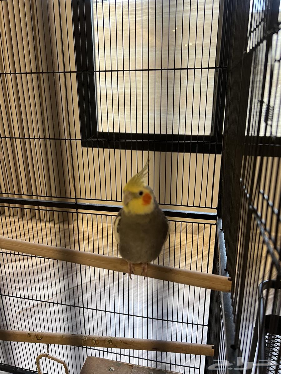 3 طيور كروان مع قفص وملحقات64381246347139111