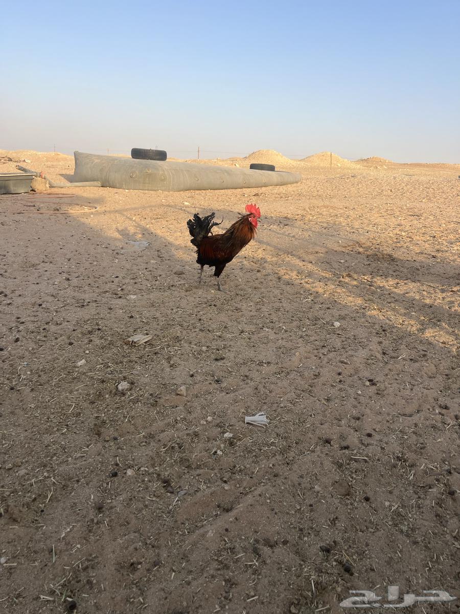 Red local rooster with one comb64387090214274114