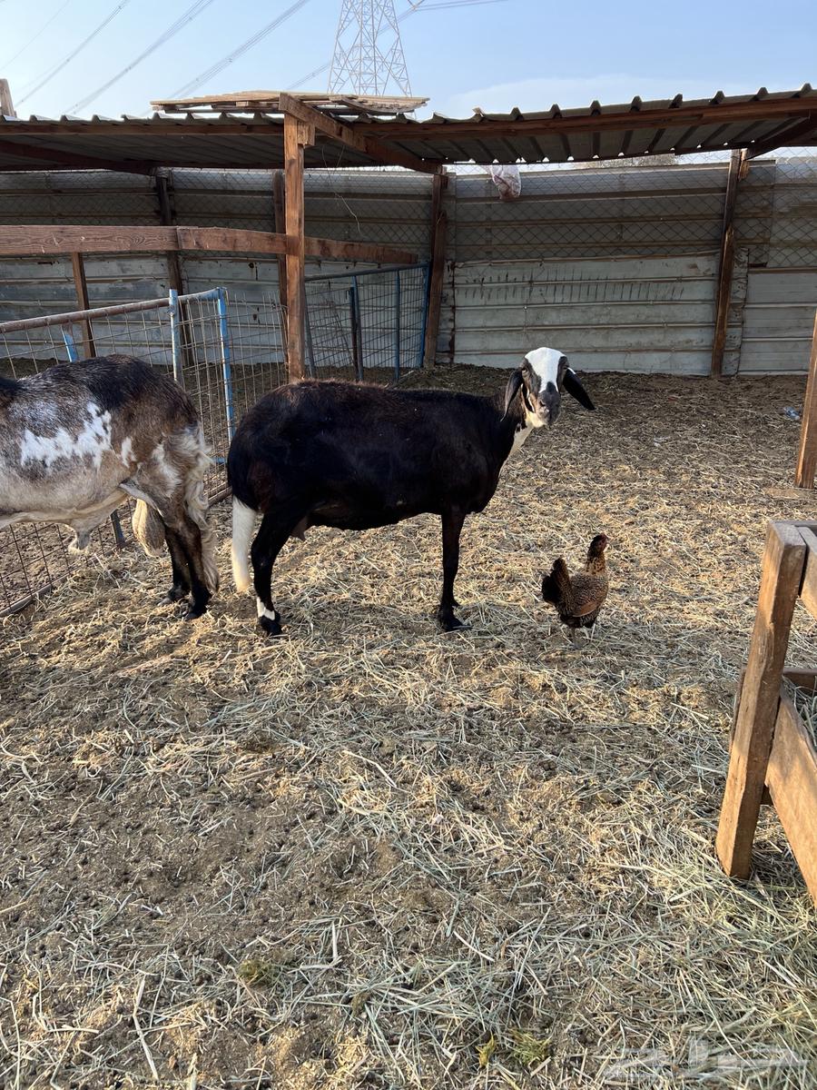 نعجةمعها طلي والثانية على وشك ولادة وفحل دورماني64390678929665111