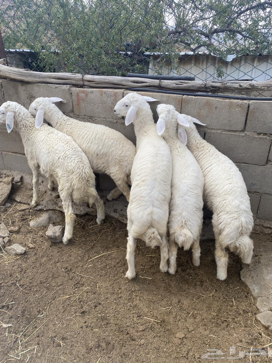 بهم حري للبيع64381989874691110