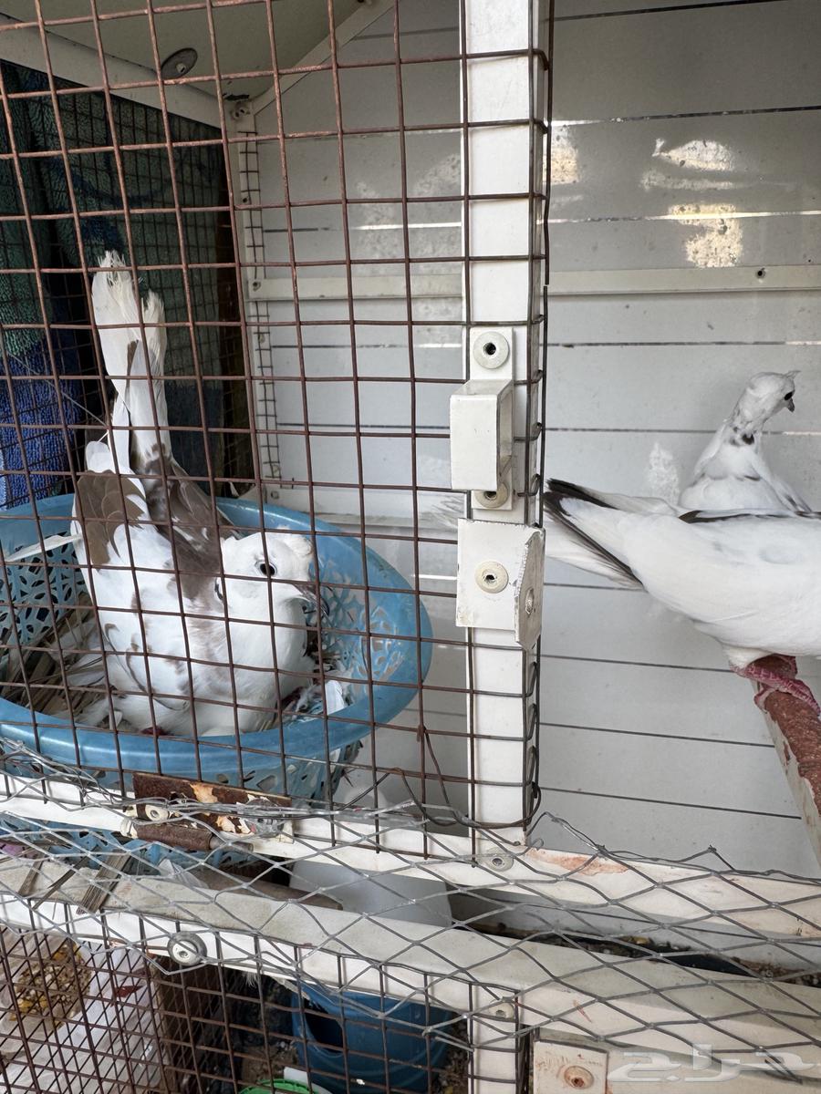 Yakrim date palm with its production64391522682754112