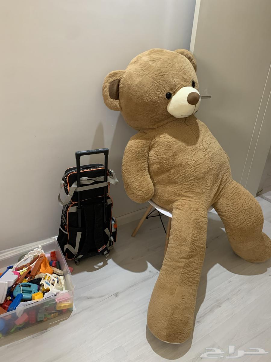 للبيع دب كبير جدا ضخم طوله 17064381892684801110