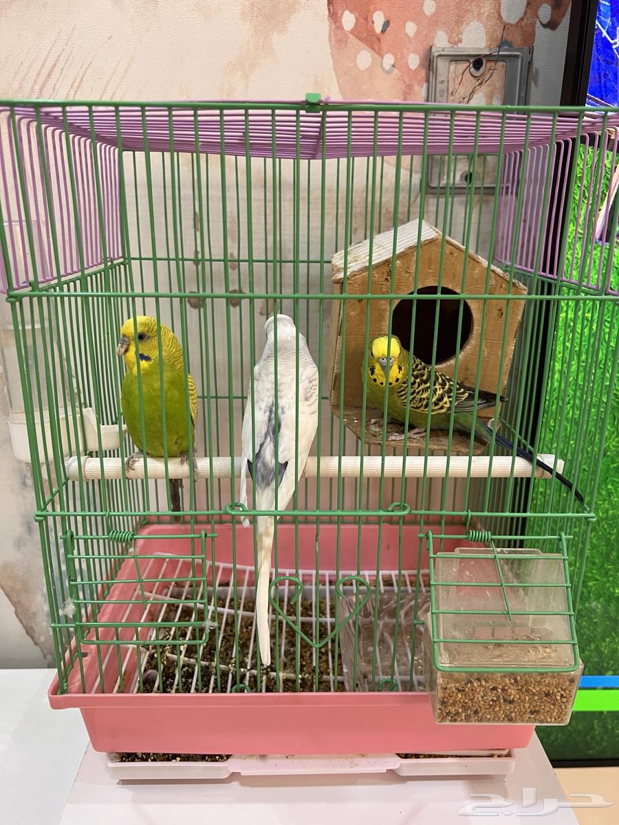 طيور بادجي64384465538434110