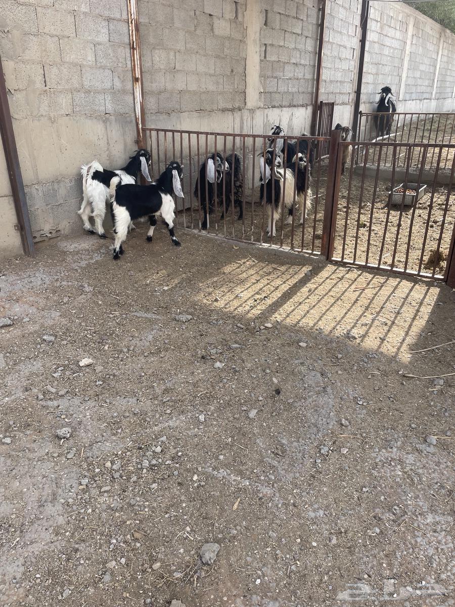 تيوس عارضية إثنان للبيع أعمارها حول السنة64386402821122111