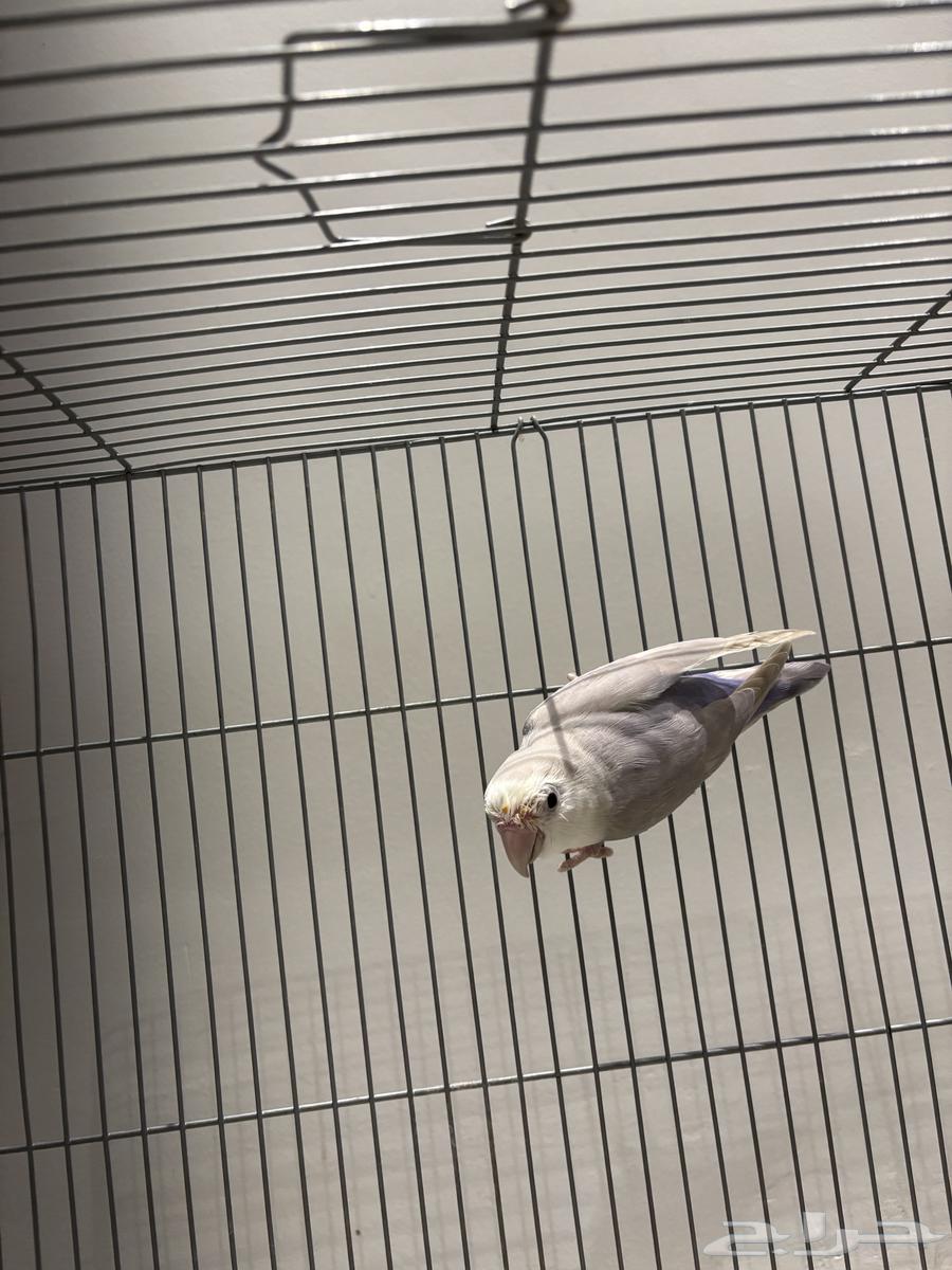 للبيع روز حق انتاج64390180048897111