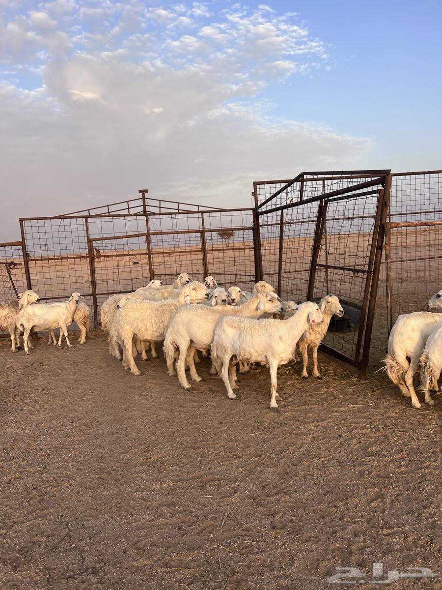 Harith Sheep64380434812289111