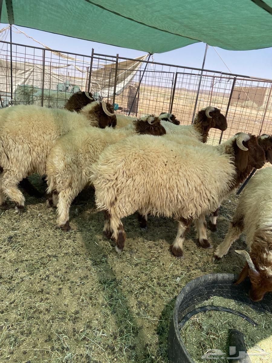 بهم نعيم جبر جذعان مراح واحد64386416988547110