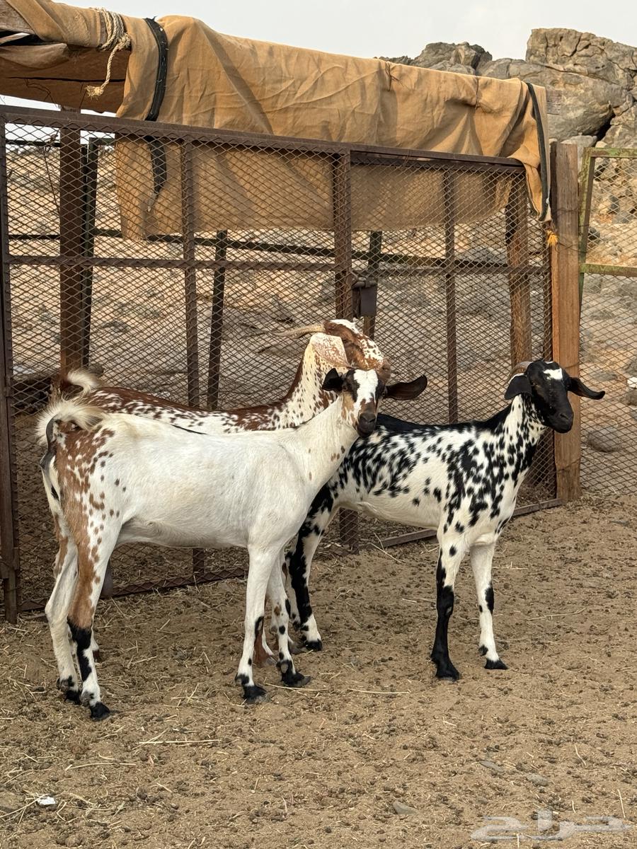 جفار بيشيات ( تم البيع )64379036037761113