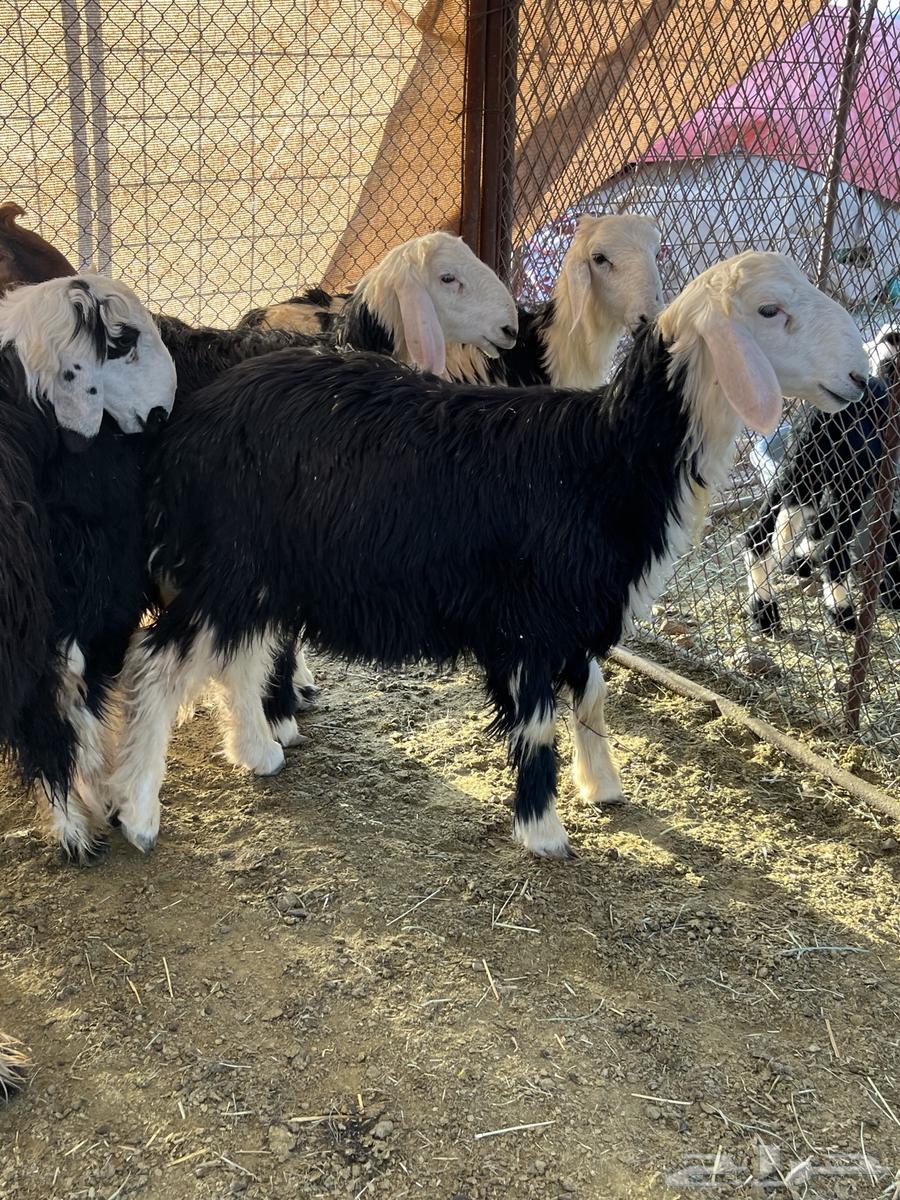 Finding five goats64387787906947113