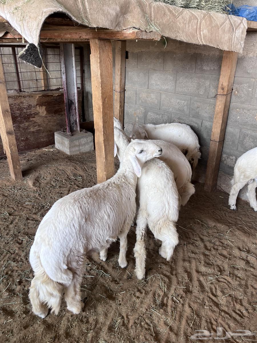 طليان حريات للبيع64381328456322111