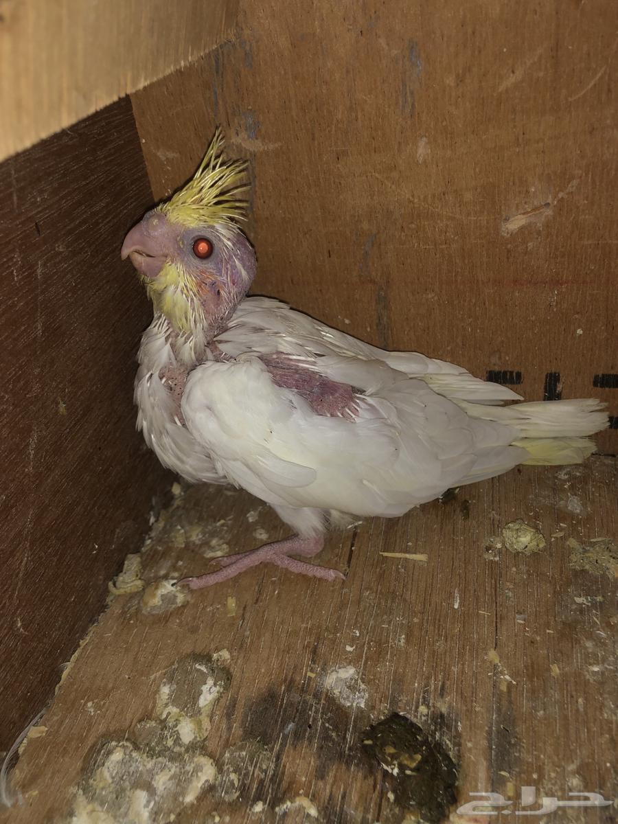 فرخ كروان لاتينو64382348978817112