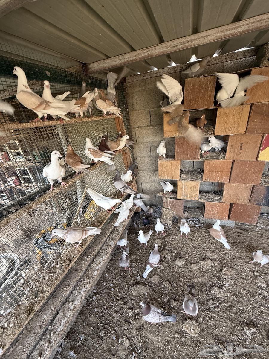 حمام للبيع64386374390274113