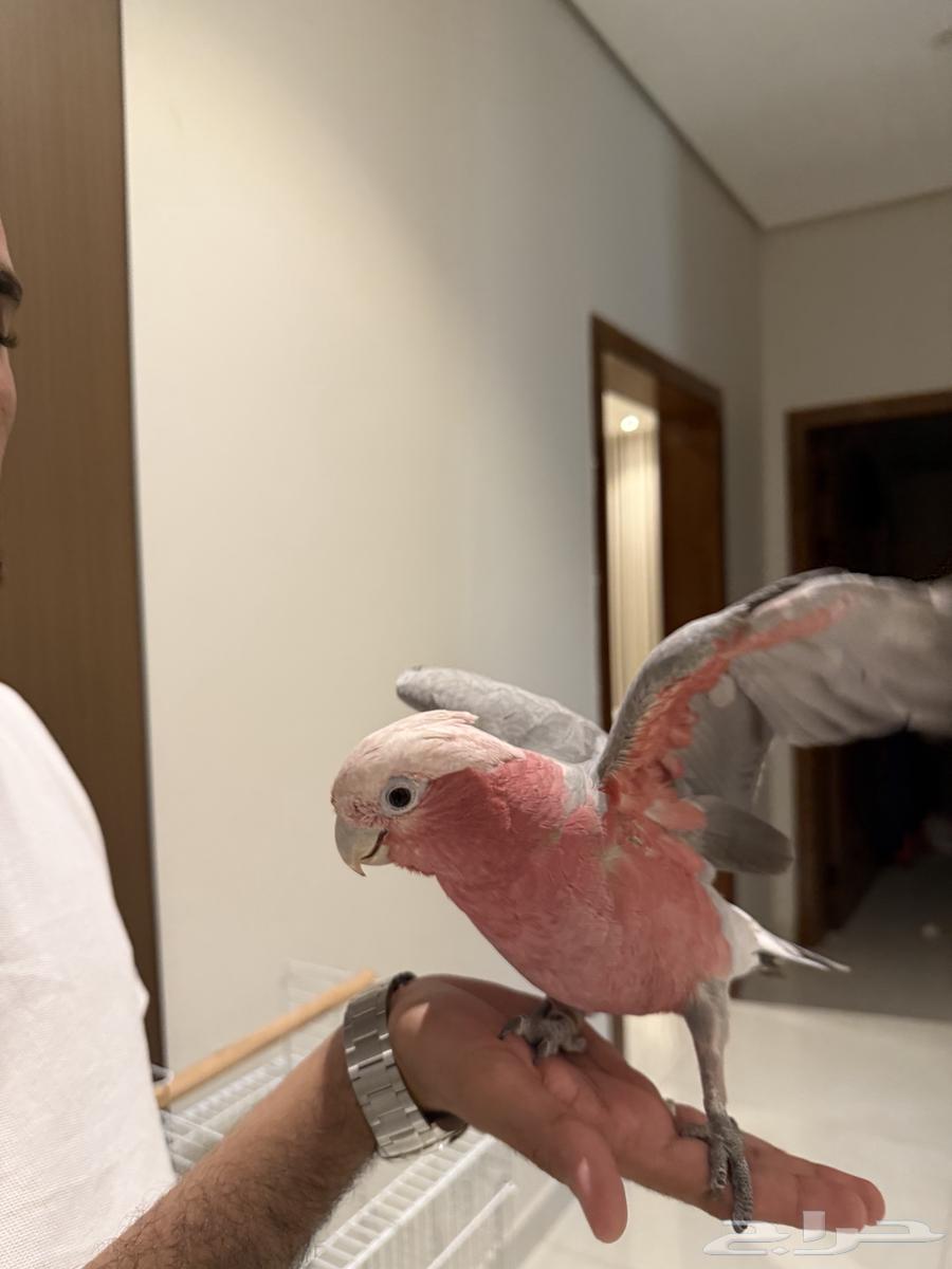 كوكاتو العمر سنه ونصف64380107411074112