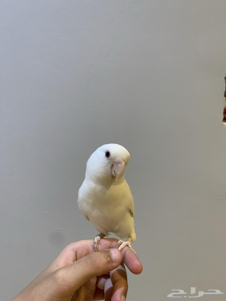 Day64388853572226114