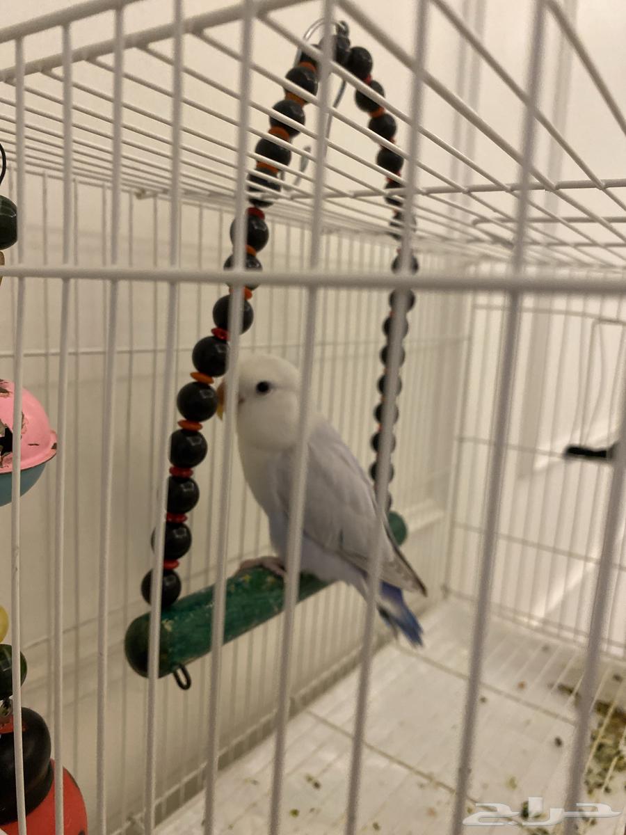 عصافير روز للبيع ذكور اليفه للبيع مع جميع مستلزماته64387243684482114