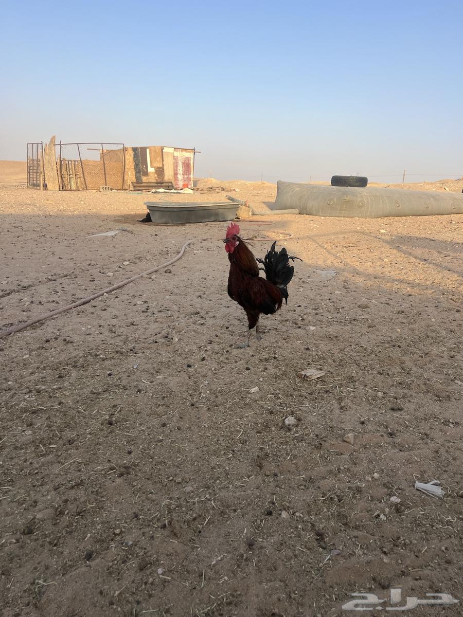 Red local rooster with one comb64387090214274111