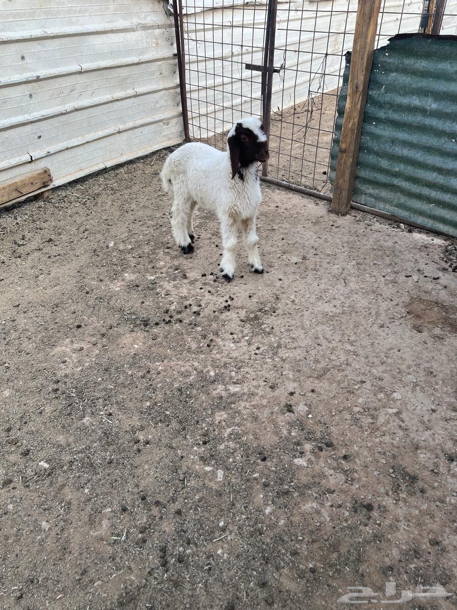 Dagor Namei and a crossbred goat on Bakharq Hasib64389252805123110