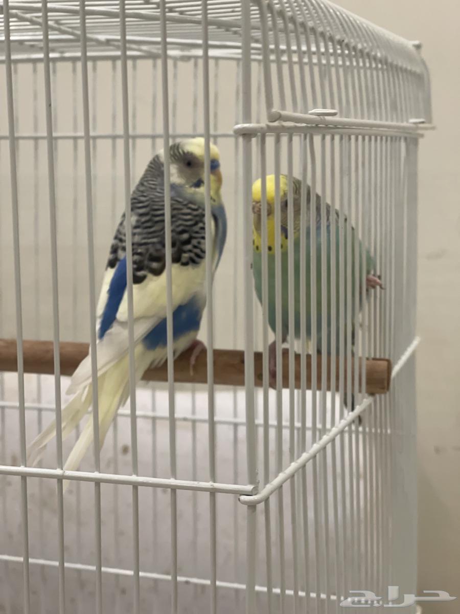 Healthy Pair of Budgies, Price 10064402063953154110