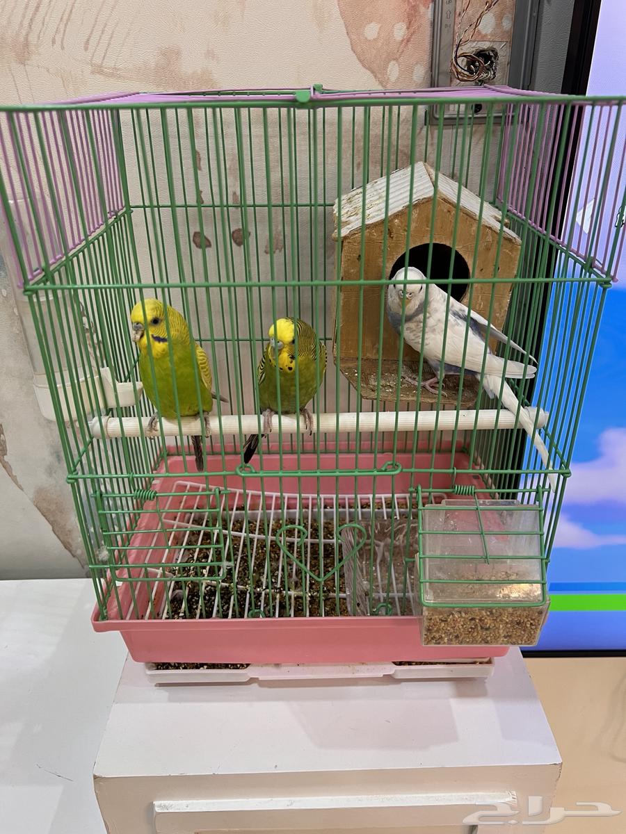 طيور بادجي64384465538434111