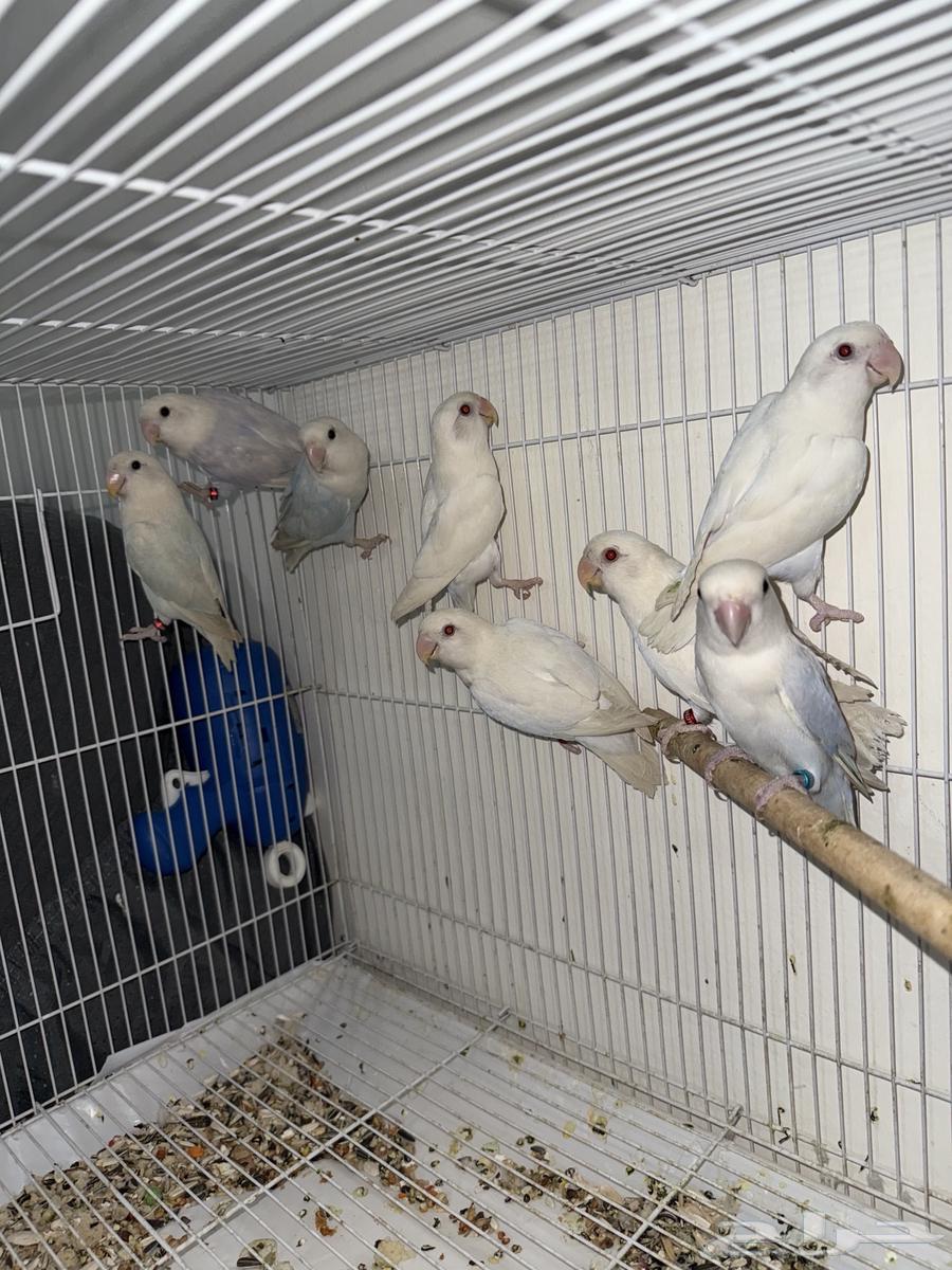 أجواز روز محلله DNA64377652251009113