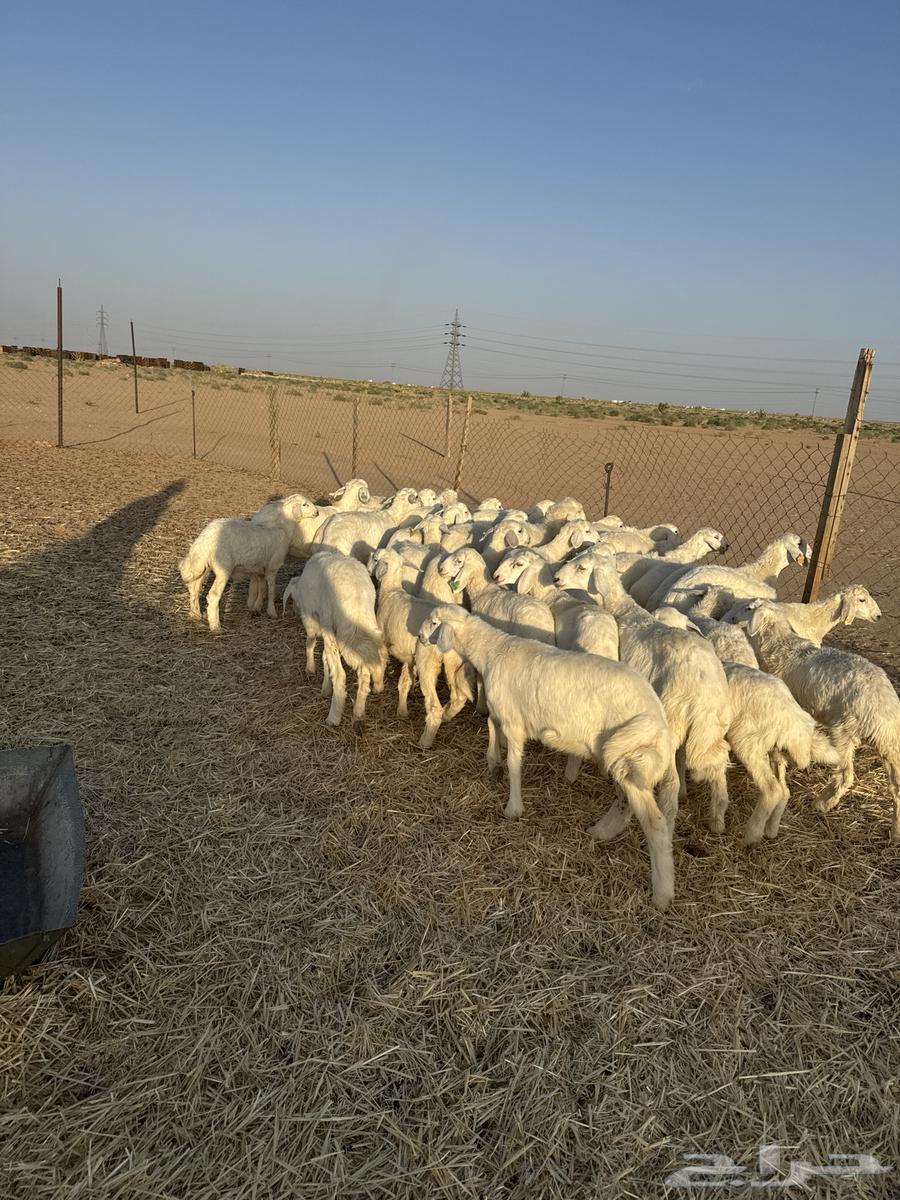 رخال صنف64390416582402112