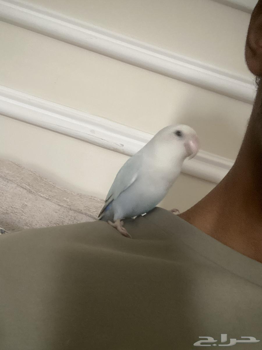 طيور حب نوع روز64380820194178113