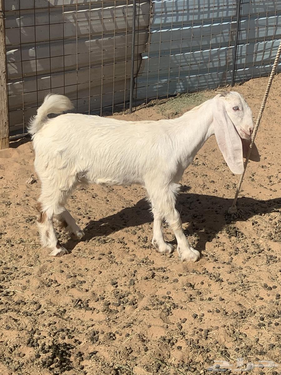 البدايع64380566013185114