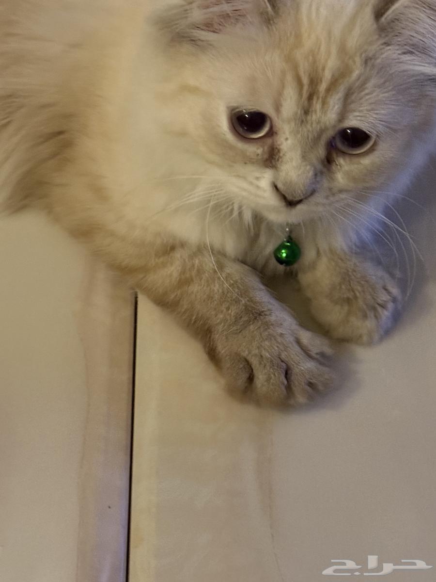 قطوه للبيع نوعها هملايا عمرها 7 شهور64387299703555110