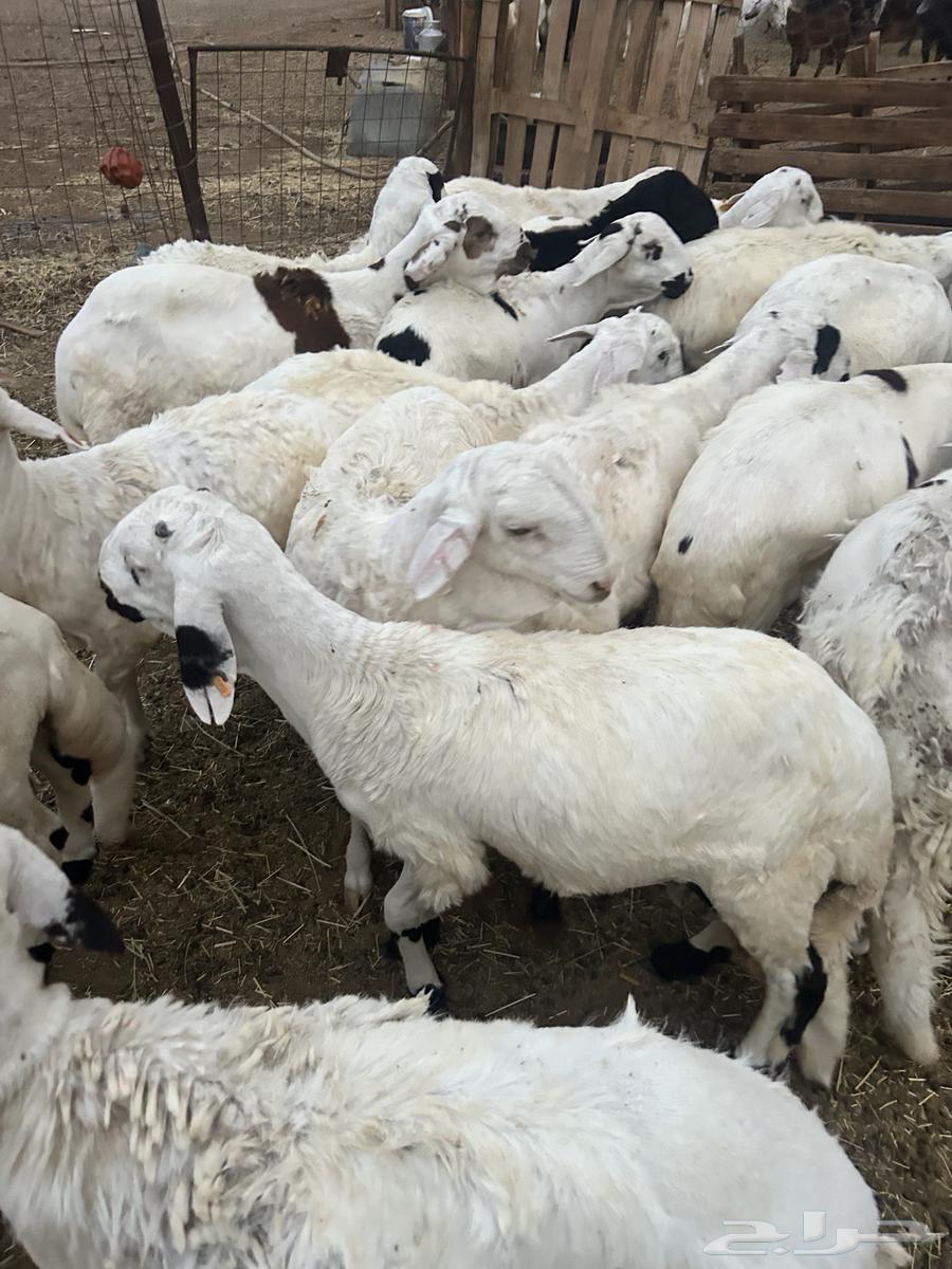 طليان سواكن بيض64380847229058114