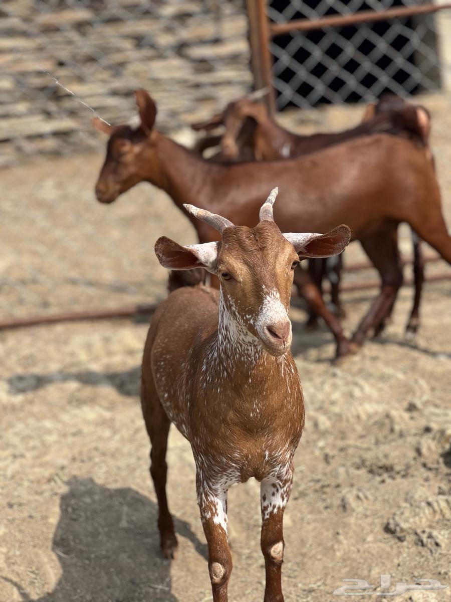 Jafar Dahim Dahim Establishment Marah64381013131778113