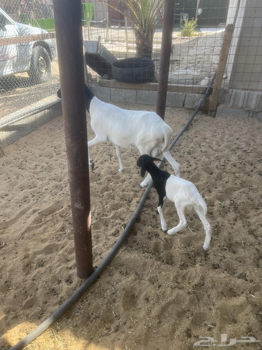 بربريه معها خروف64381287355267111